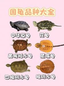 稀有珍品价格高昂（十大最贵乌龟排名）