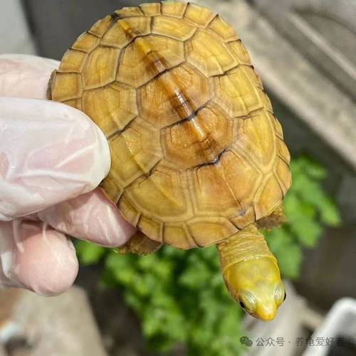 养龟小贴士（金黄色纹路的乌龟）