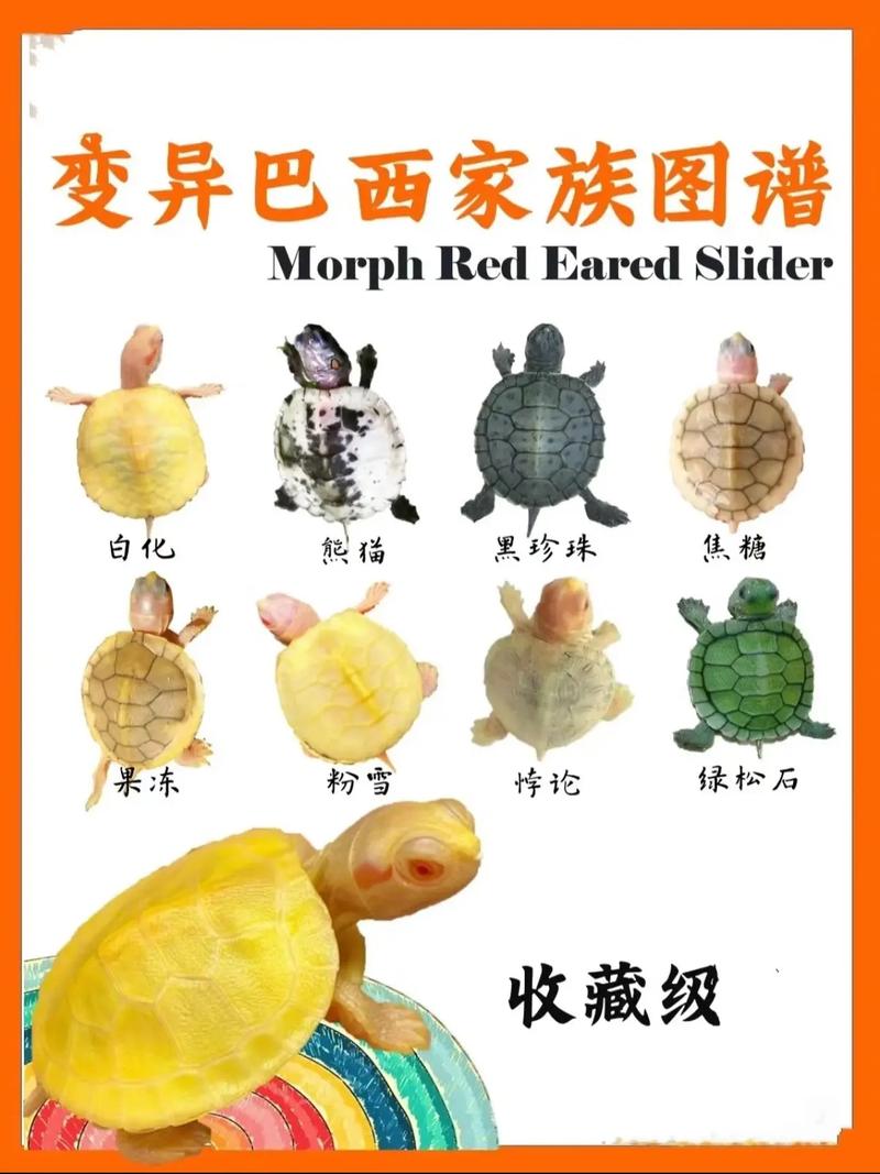 巴西龟好养，金钱龟珍稀，猪鼻龟受威胁（巴西龟品种大全大图）