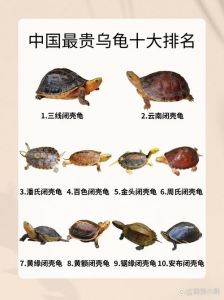 安陆龟三线龟辐射龟（最贵的乌龟是什么品种）