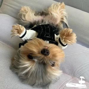 小泰迪柯基性格温顺，是理想的宠物伴侣（养不大的宠物狗是哪一种产品）