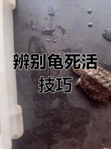 龟死亡怎么办？合法环保处理遗体！（宠物龟死了怎么处理）