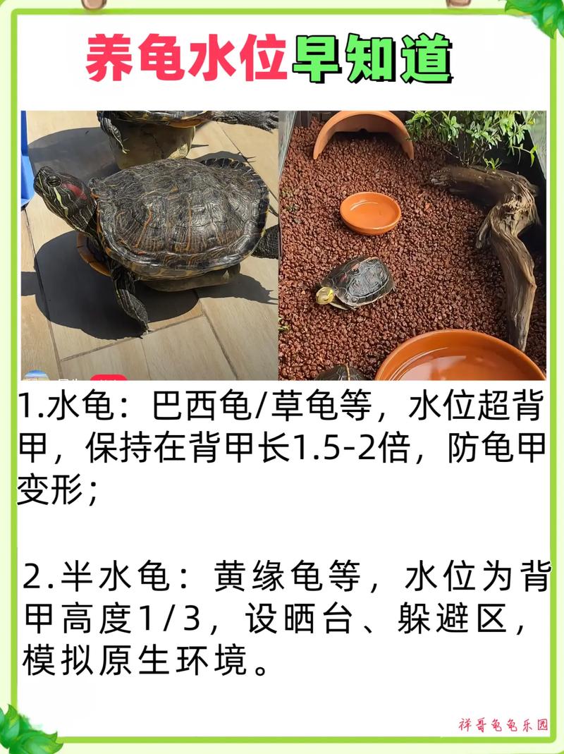 龟久浮水面？健康或环境问题，需调整！（乌龟经常趴在水上是什么原因）