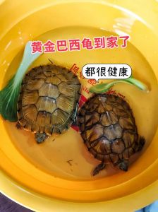选对龟做宠物，新手好养又好看（什么乌龟好养又好看又寿命长）