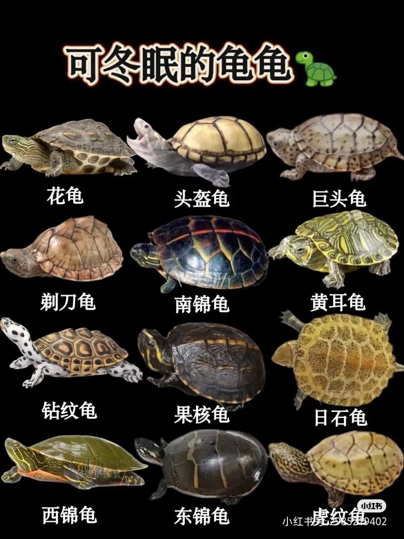 财富好运，吉祥象征（乌龟在梦里代表什么）