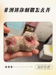 环境安静温度适，饮食均衡勿喂奶（在家养宠物刺猬怎么饲养吃什么）