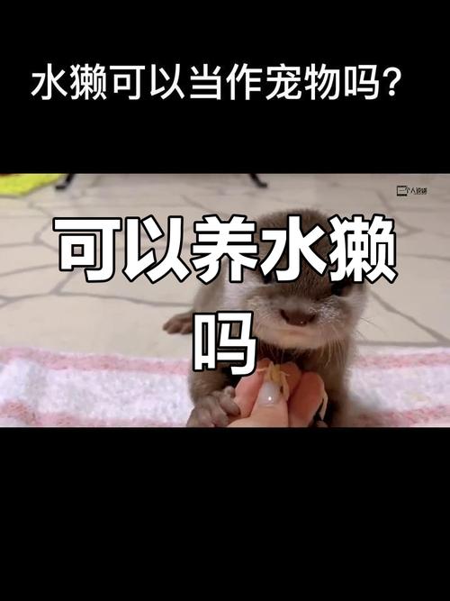水獭宠物违法饲养需注意（国内个人饲养宠物水獭合法吗）