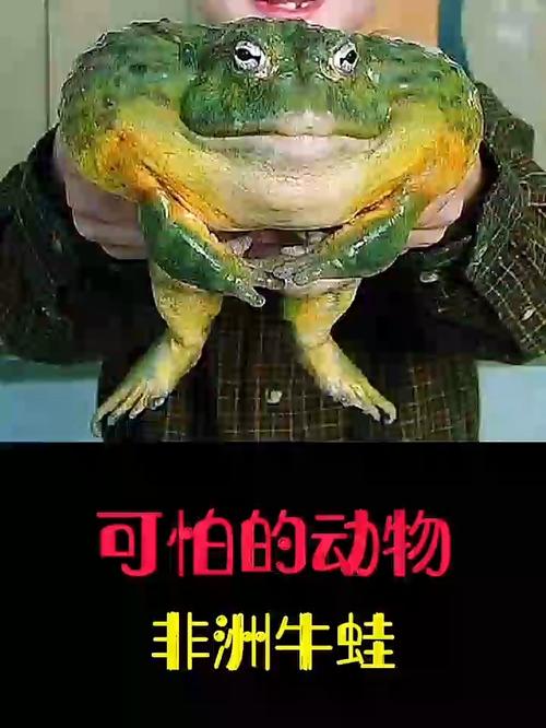 生态入侵者变餐桌美味，放生需谨慎（叫声像牛叫的蛙）