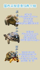 选对龟种注意环境（中国可以养的陆龟品种）