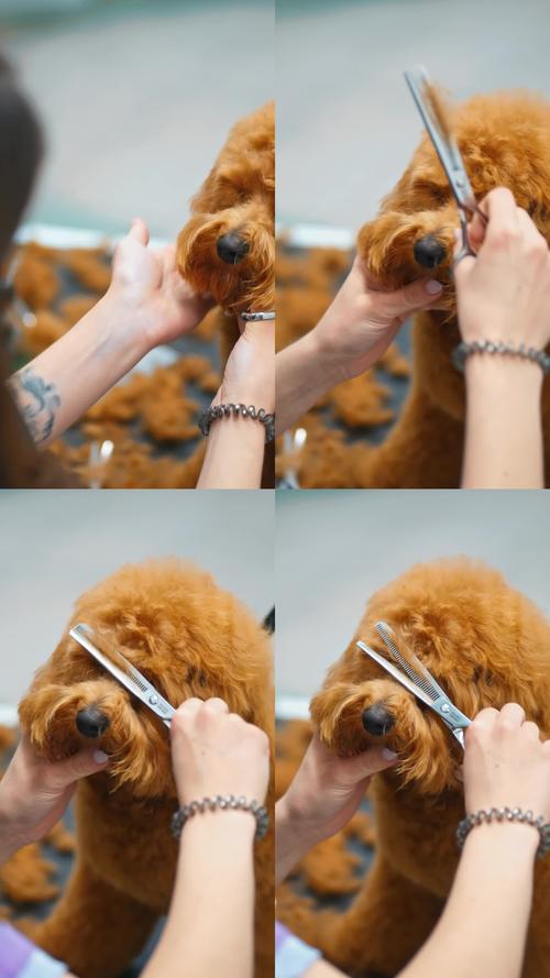 抵制低俗营销，维护尊严与道德底线（某宠物p图女性）