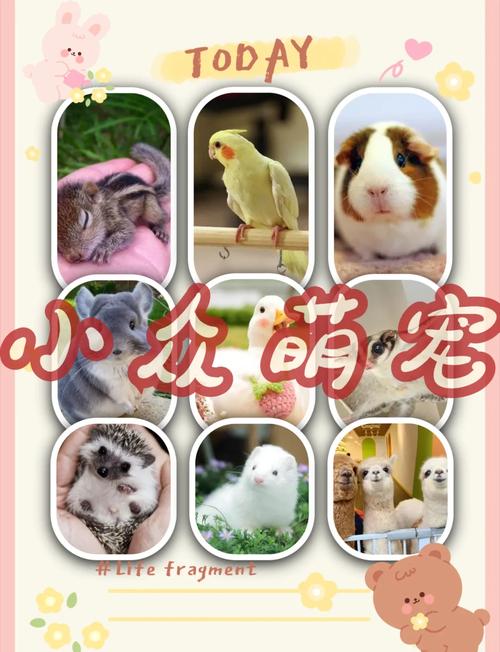 养宠物选好养不贵，博美仓鼠乌龟不错！（成本不贵互动性强好养活的小宠物）