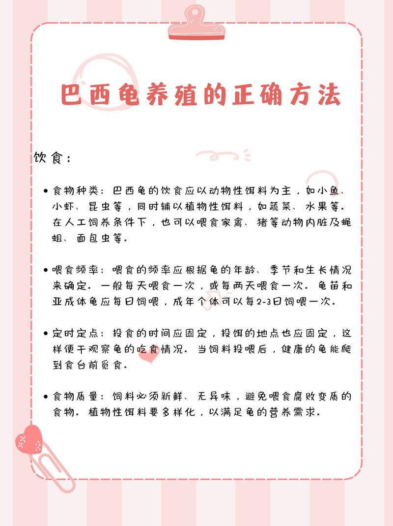 养龟需长久，选对环境食物，细心照顾（小乌龟怎么养活得久）