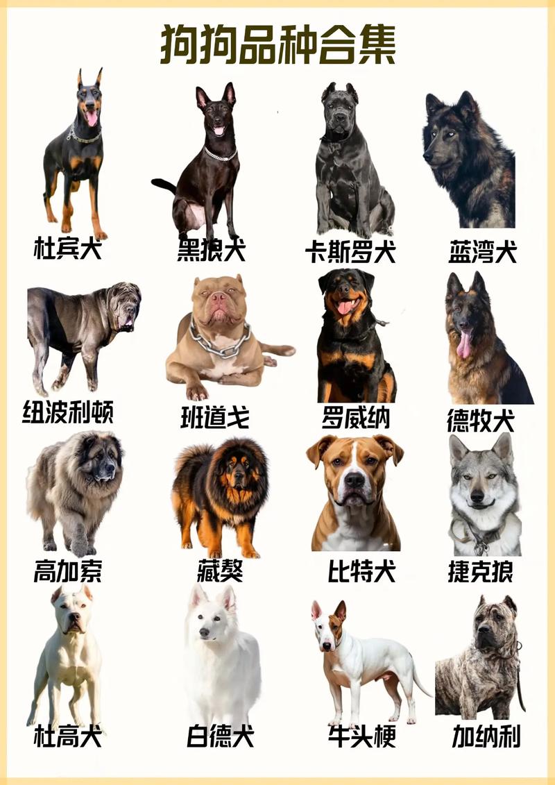 狗狗品种多又棒，忠诚友善是佳伴！（大宠物狗品种大全图片）