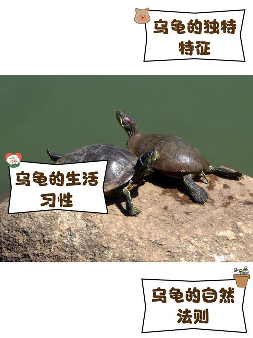 乌龟也有情有记忆（乌龟有记忆力和感情吗）