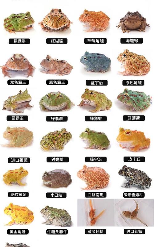 养什么青蛙好？品种饲养指南（宠物青蛙品种大全）