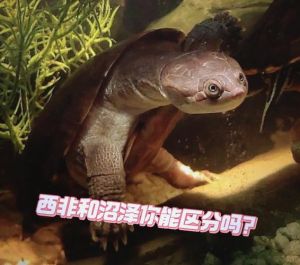 选沼泽龟互动好，安布龟性价比高但需耐心（沼泽龟和安布龟哪个互动性好）