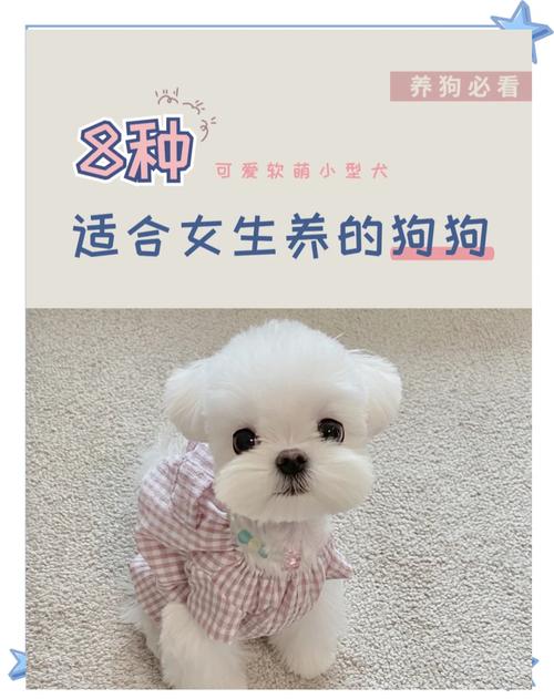 低掉毛宠物推荐，提升生活品质（不掉毛的宠物有哪些）