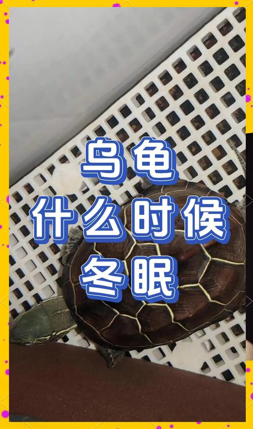 健康检查环境，逐步停食，避免打扰（宠物龟冬眠需要注意什么）