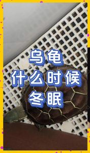 健康检查环境，逐步停食，避免打扰（宠物龟冬眠需要注意什么）