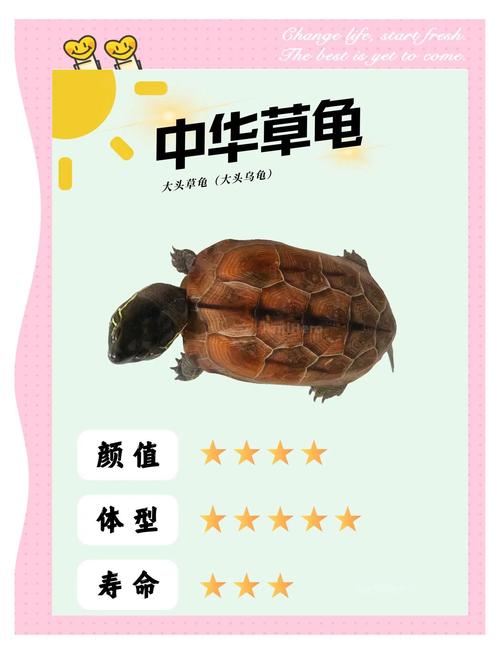 本能保护与情感交流（乌龟为什么喜欢爬在主人的头上）