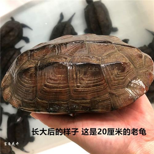 耐寒龟品种多 冬眠省钱又有趣（冷水蛋龟有哪些品种）