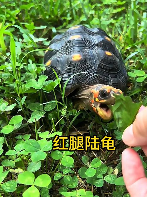象龟安哥洛卡缅甸辐射红腿陆龟介绍（常见陆龟品种和图片）