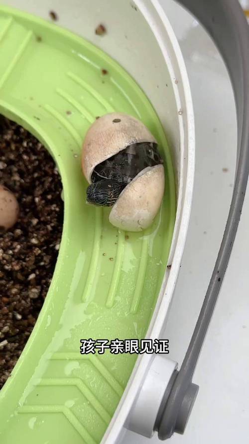 自然与人工方法解析（乌龟蛋孵化全过程步骤图解）