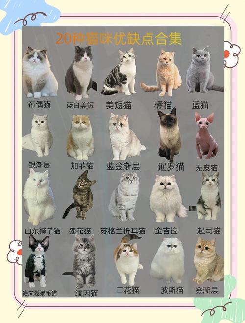 选只适合你的家庭好伙伴（宠物猫的种类大全）