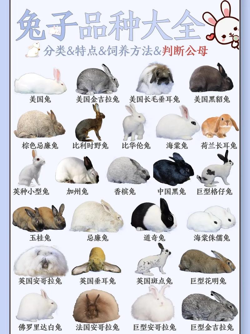 垂耳侏儒安哥拉等（宠物兔的品种与图片）