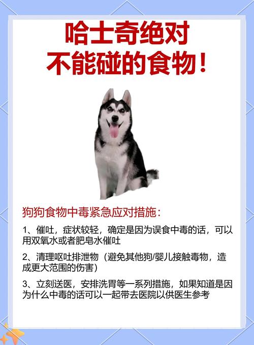 狗狗拒食怎么办？（宠物狗不吃饭怎么办）