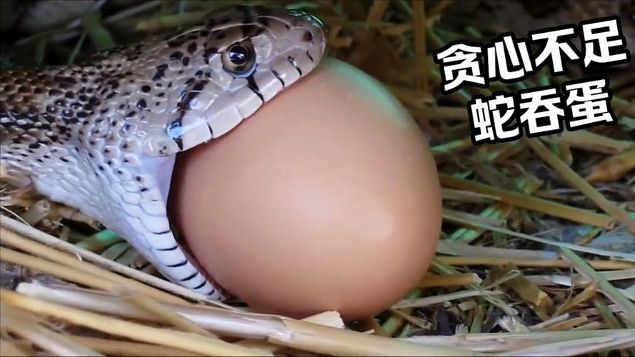 养宠物蛇要注意饮食和喂食频率（宠物蛇吃东西）