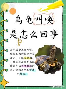 乌龟也会叫？原因与照顾指南（乌龟叫代表什么）
