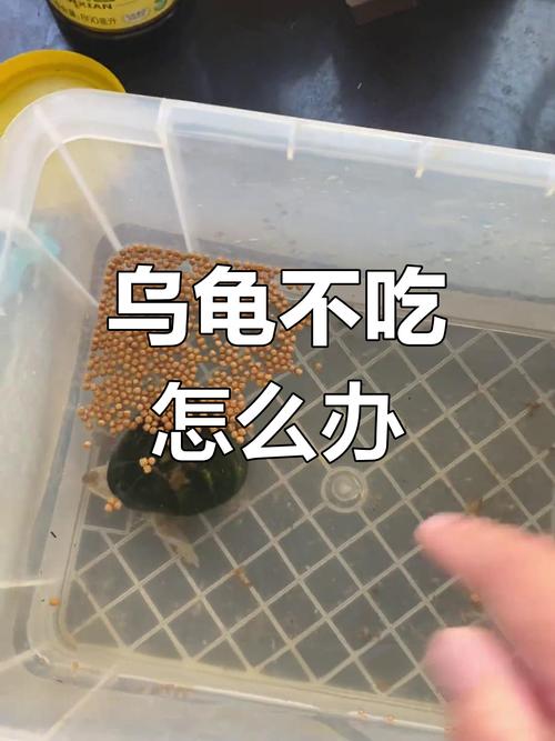 小龟拒食怎么办？试试这些方法！（小龟不吃东西怎么办）