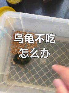 小龟拒食怎么办？试试这些方法！（小龟不吃东西怎么办）