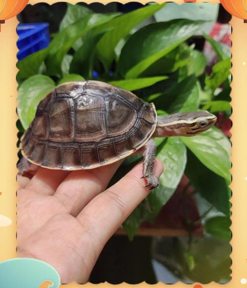 新手养龟，选这几种不易死的！（不容易养死的龟有哪些）