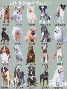 小型犬可爱易养，吉娃娃博美等成理想伴侣（小型宠物犬有哪些品种及图片）
