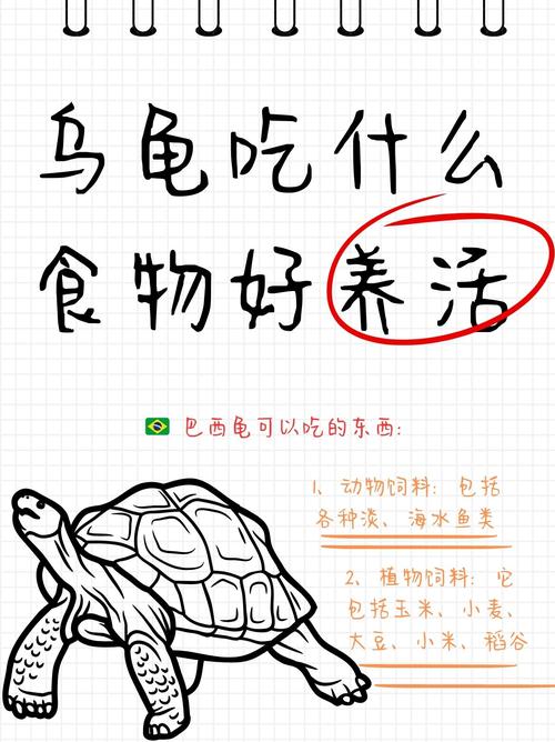 幼龟肉食，成年均衡，注意营养补充！（小巴西宠物龟吃什么）