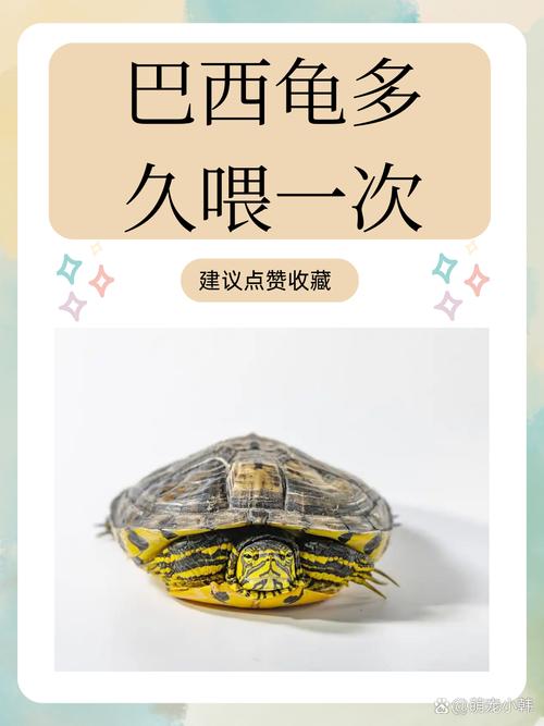 巴西龟不冬眠或能活几个月，拒食怎么办？（巴西小乌龟饿了几天都不吃）