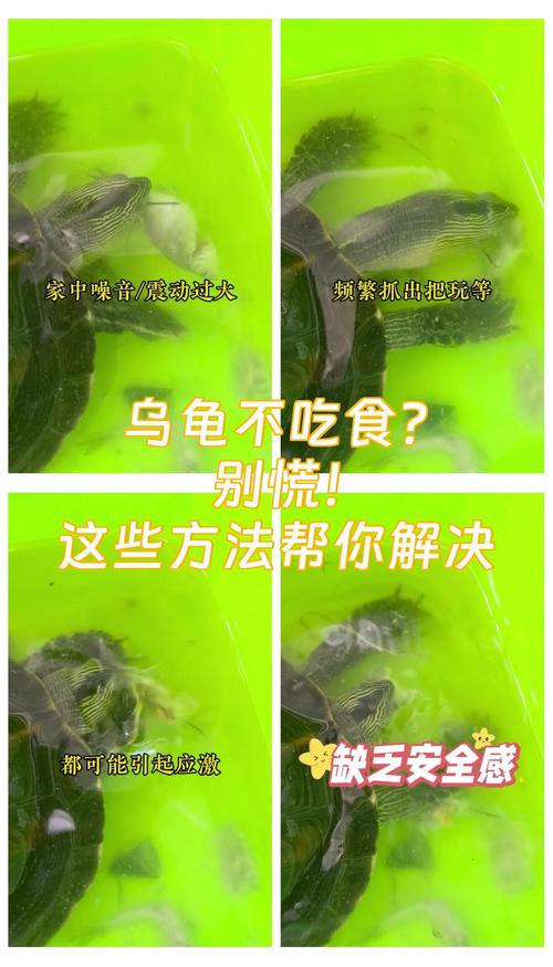 乌龟不吃食？试试这几招！（乌龟不吃东西怎么办才能让它快点吃它）