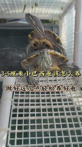 飞机火车规定及注意事项（飞机让带5厘米以下的乌龟吗）