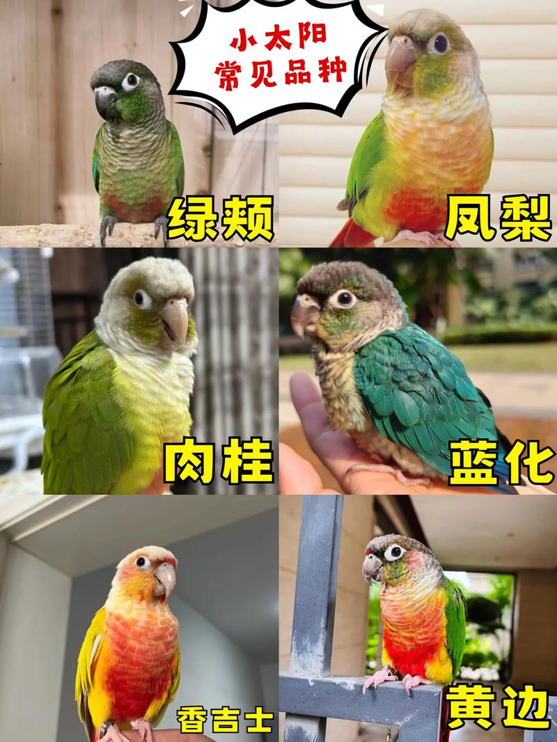 小太阳玄凤虎皮（小鹦鹉宠物品种）