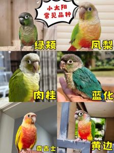 小太阳玄凤虎皮（小鹦鹉宠物品种）