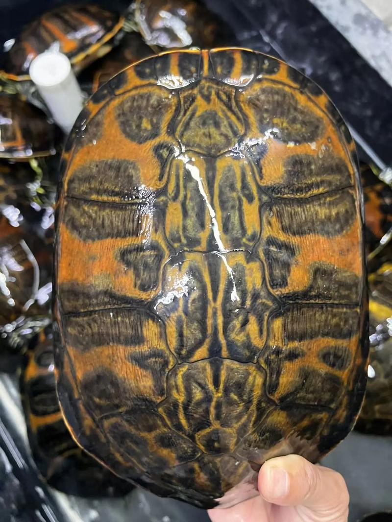 选颜值还是易养？（火焰龟和地图龟龟哪个好）