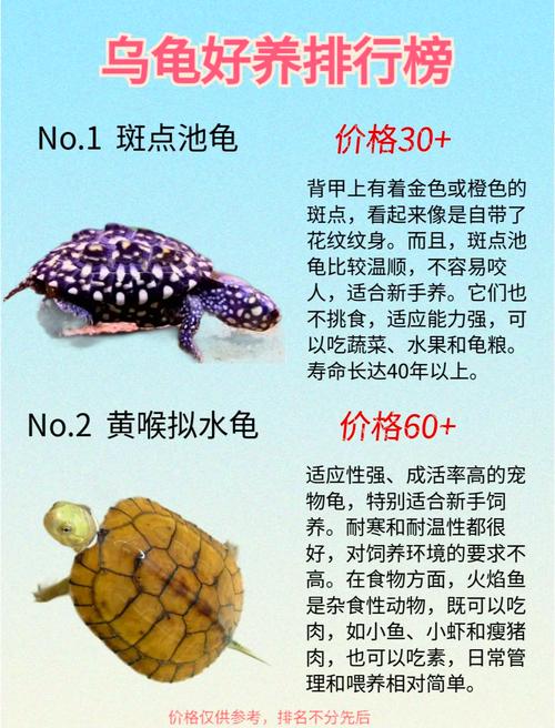 巴西龟锦龟缅陆龟黄头侧颈龟金钱龟（哪些品种的乌龟好养活）