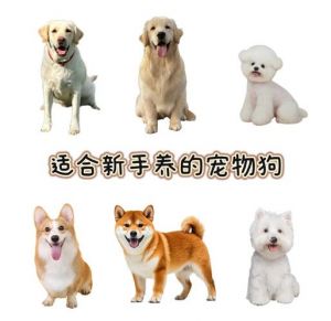 小型温顺掉毛少（宠物狗养什么品种比较好）