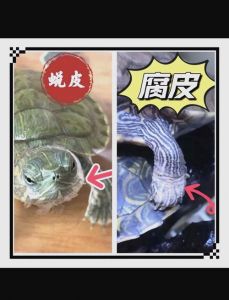 龟壳起翘壳裂，需湿润温暖，超24小时人工助（乌龟退壳前的征兆）