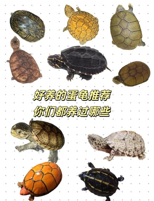 蛋龟品种多，选对好养活（蛋龟品种图片大全）