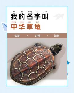 乌龟灵性与健康生活（乌龟的灵性有多可怕）