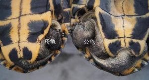 公母龟怎么分？看这几点就够！（乌龟分辨公母方法）