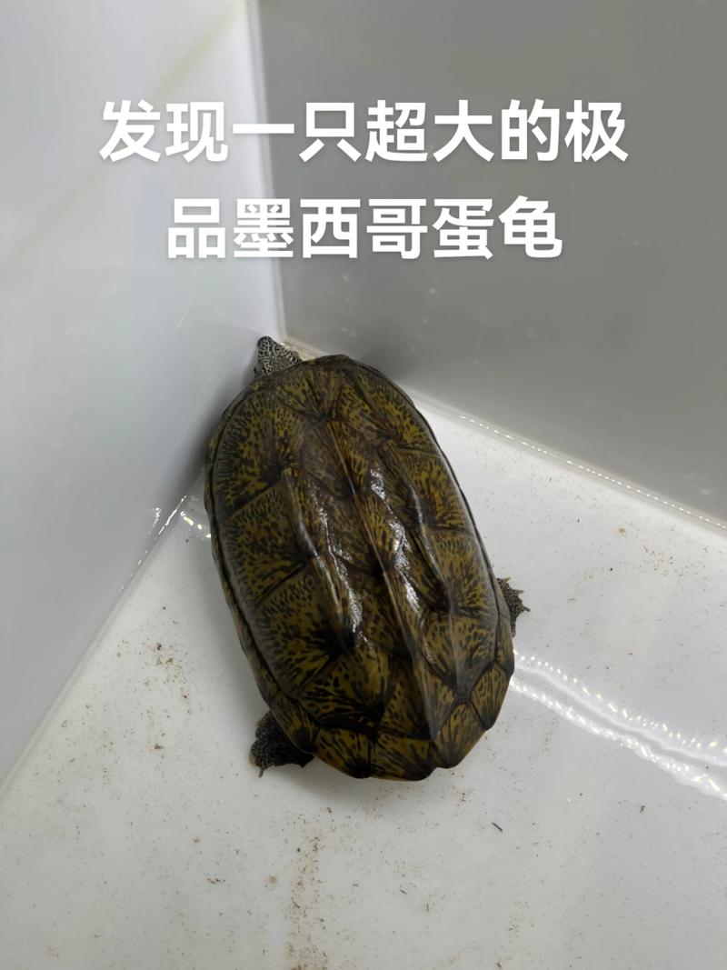 蛋龟品种多，选对好养活（蛋龟品种图片大全）